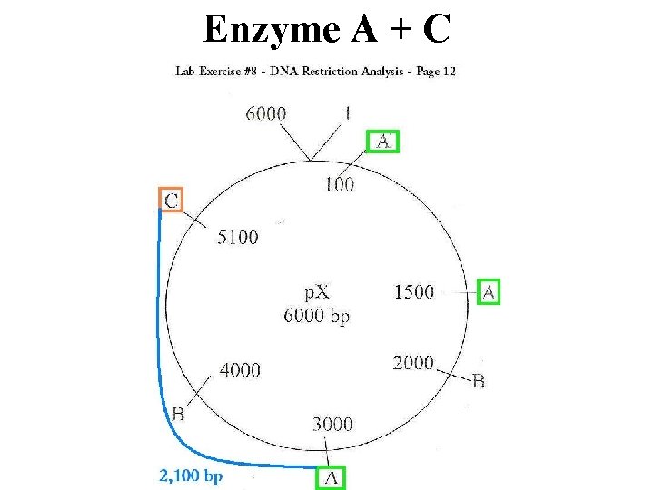 Enzyme A + C 