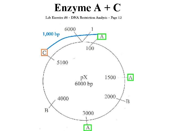 Enzyme A + C 