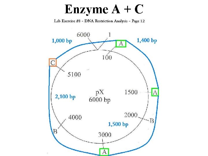 Enzyme A + C 