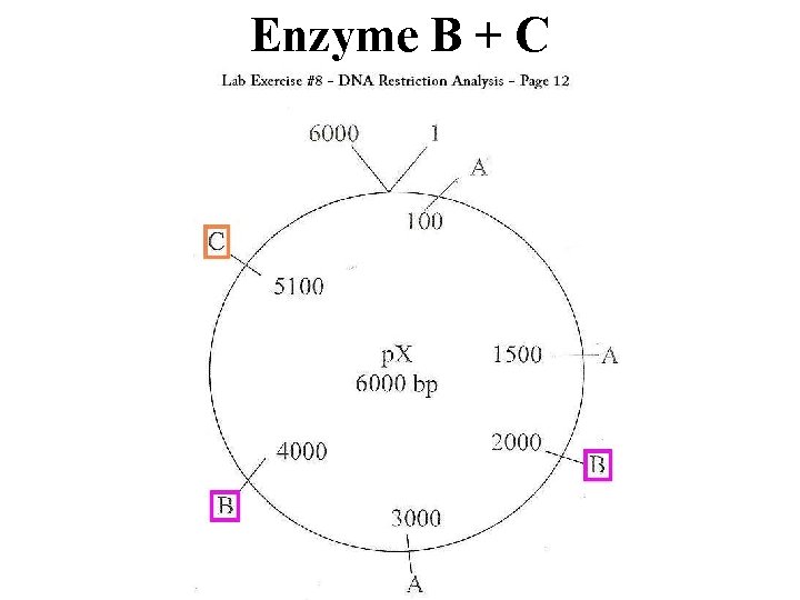 Enzyme B + C 