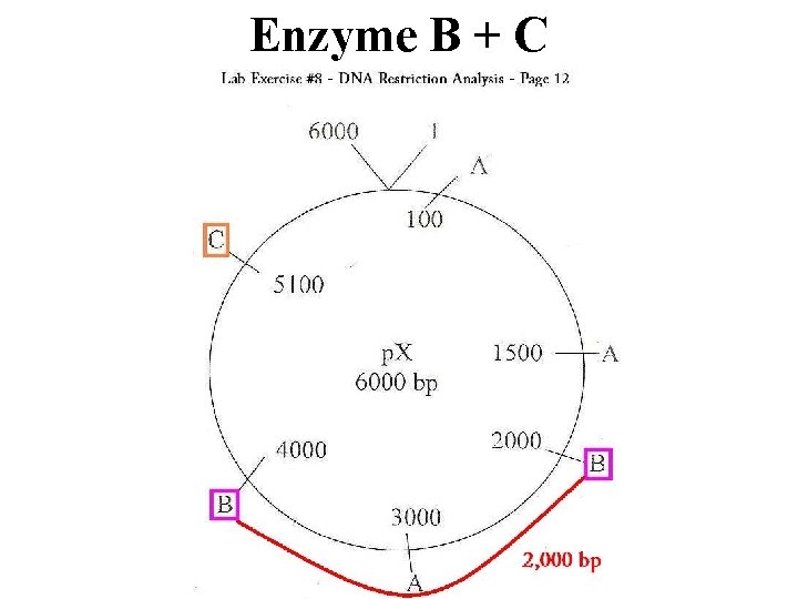 Enzyme B + C 