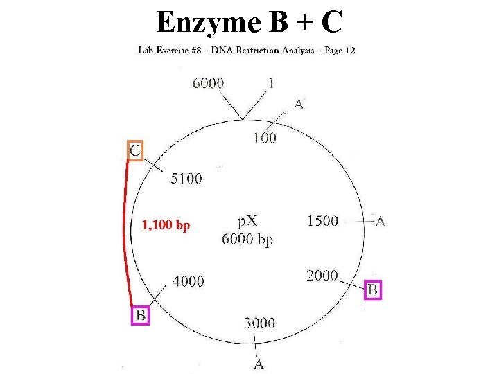 Enzyme B + C 