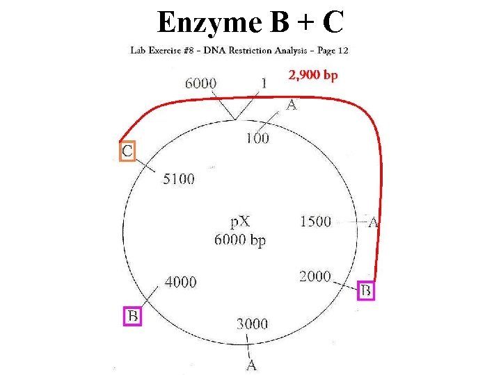 Enzyme B + C 