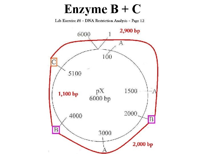 Enzyme B + C 