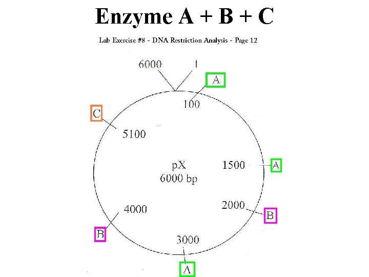 Enzyme A + B + C 