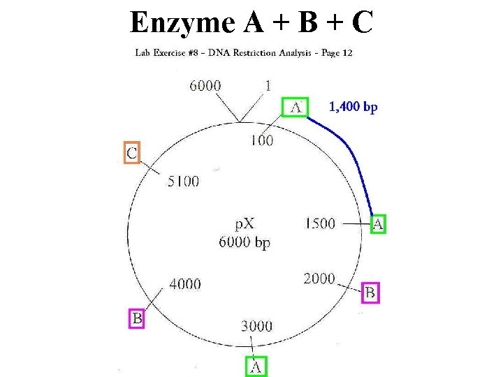 Enzyme A + B + C 