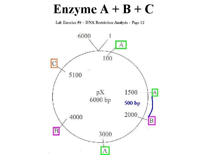 Enzyme A + B + C 