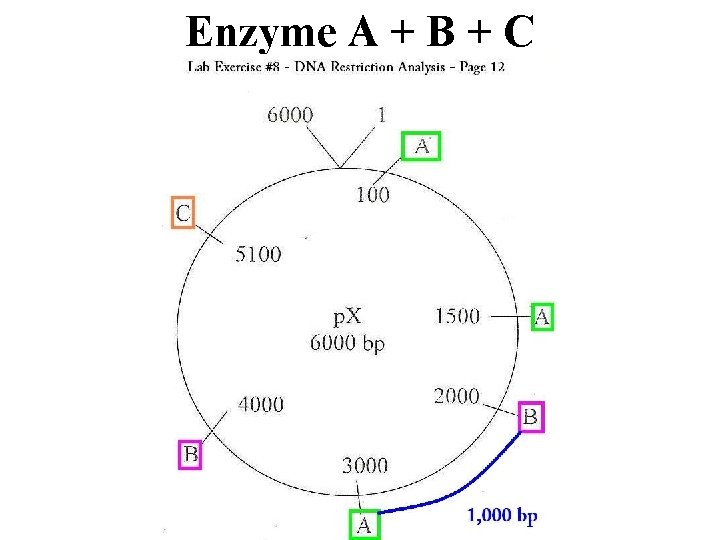 Enzyme A + B + C 