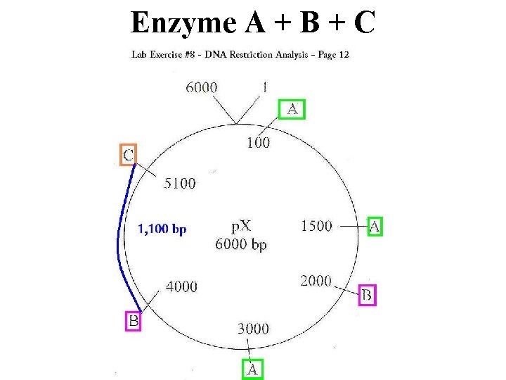 Enzyme A + B + C 