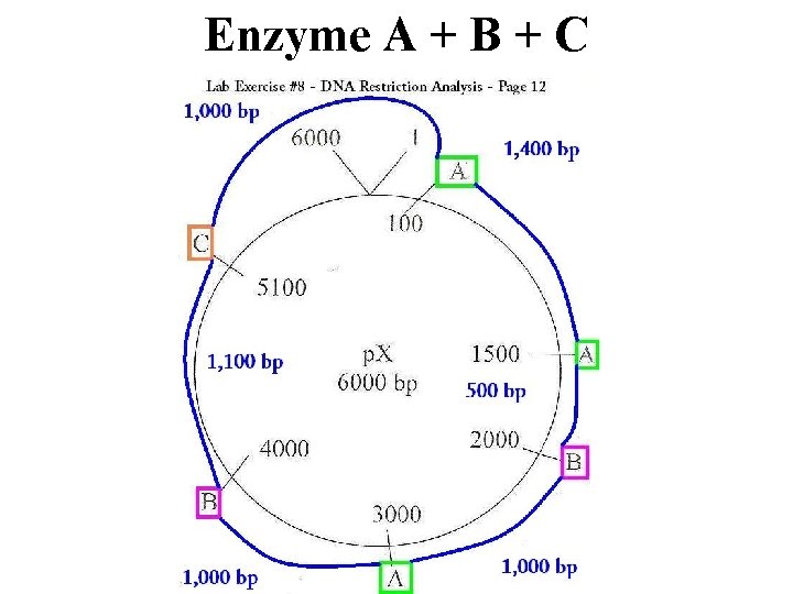 Enzyme A + B + C 