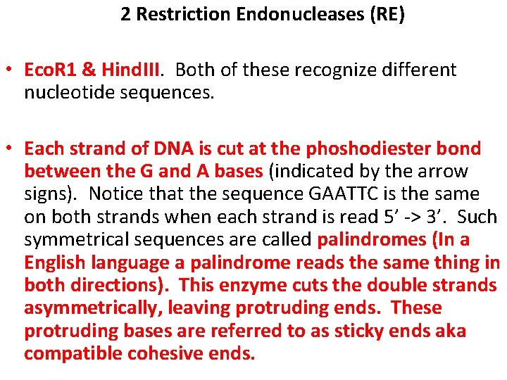 2 Restriction Endonucleases (RE) • Eco. R 1 & Hind. III. Both of these