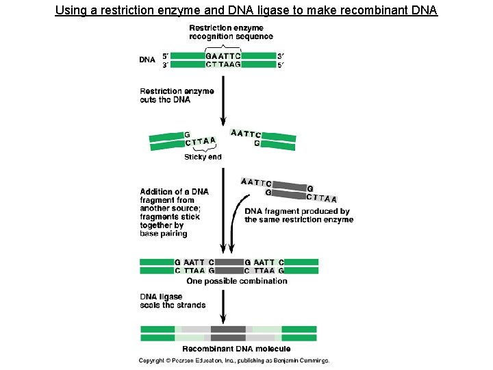 Using a restriction enzyme and DNA ligase to make recombinant DNA 