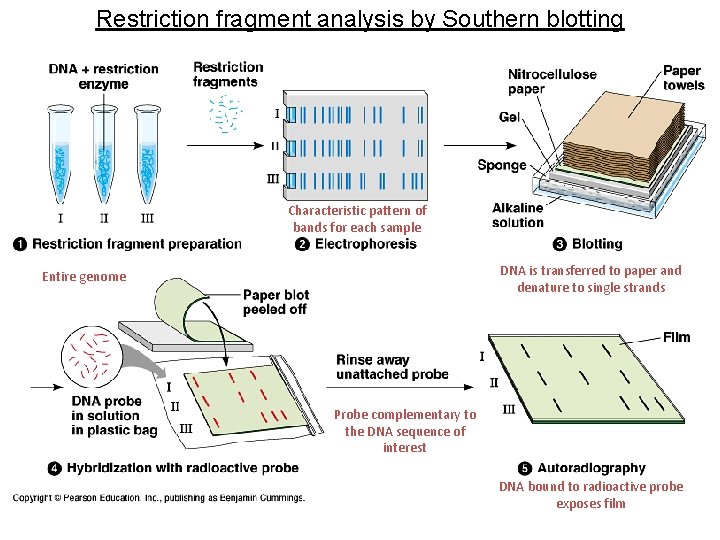 Restriction fragment analysis by Southern blotting Characteristic pattern of bands for each sample DNA