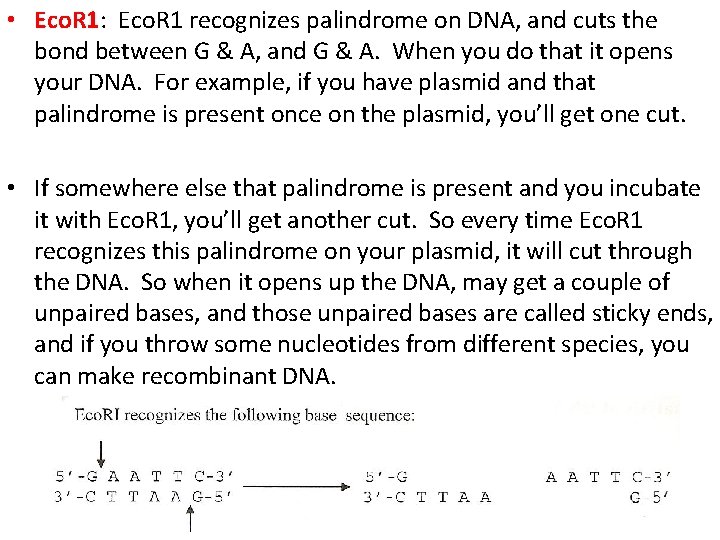  • Eco. R 1: Eco. R 1 recognizes palindrome on DNA, and cuts