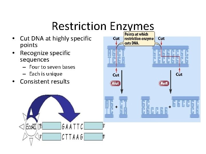 Restriction Enzymes • Cut DNA at highly specific points • Recognize specific sequences –