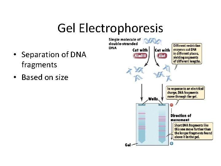 Gel Electrophoresis • Separation of DNA fragments • Based on size 