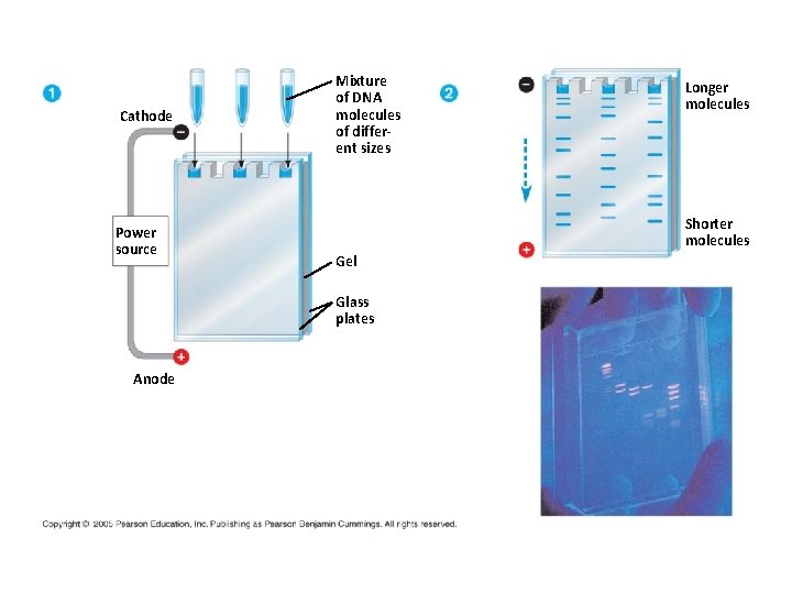 Cathode Power source Mixture of DNA molecules of different sizes Shorter molecules Gel Glass