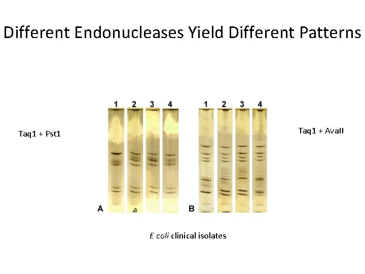 Different Endonucleases Yield Different Patterns Taq 1 + Ava. II Taq 1 + Pst