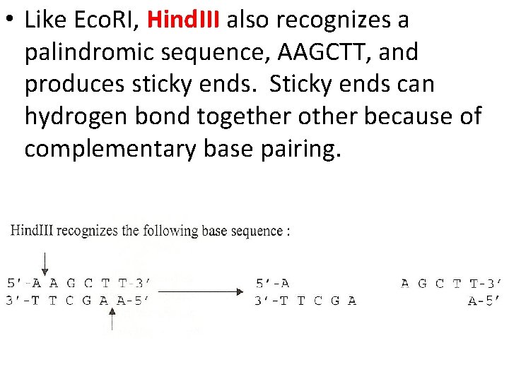  • Like Eco. RI, Hind. III also recognizes a palindromic sequence, AAGCTT, and