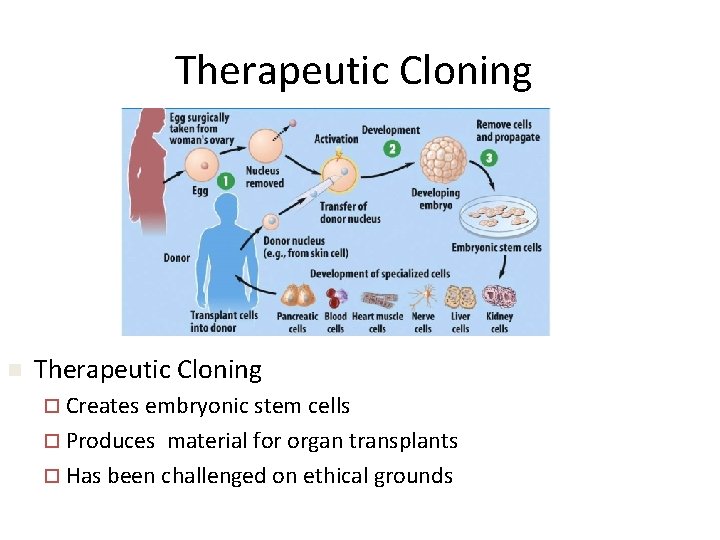 Therapeutic Cloning n Therapeutic Cloning ¨ Creates embryonic stem cells ¨ Produces material for