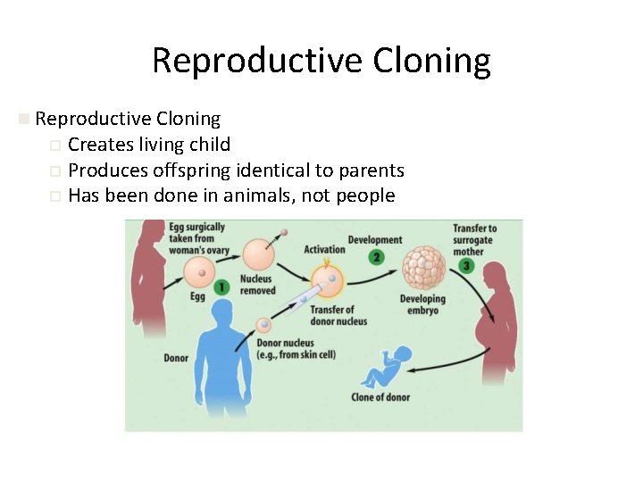 Reproductive Cloning n Reproductive Cloning Creates living child ¨ Produces offspring identical to parents