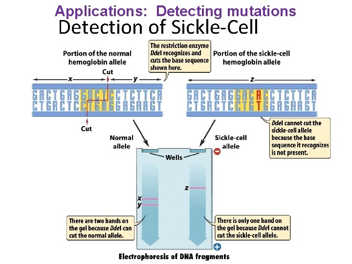 Applications: Detecting mutations Detection of Sickle-Cell 94 