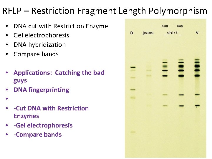 RFLP – Restriction Fragment Length Polymorphism • • DNA cut with Restriction Enzyme Gel