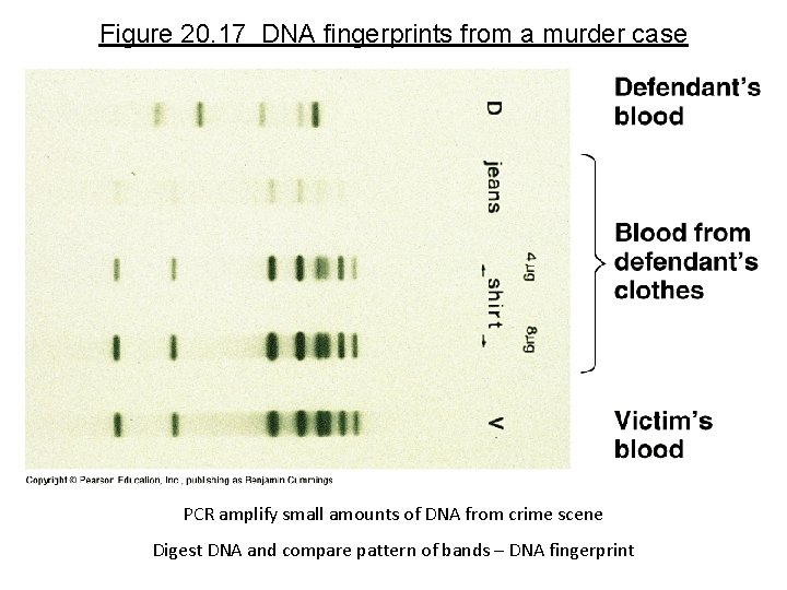 Figure 20. 17 DNA fingerprints from a murder case PCR amplify small amounts of