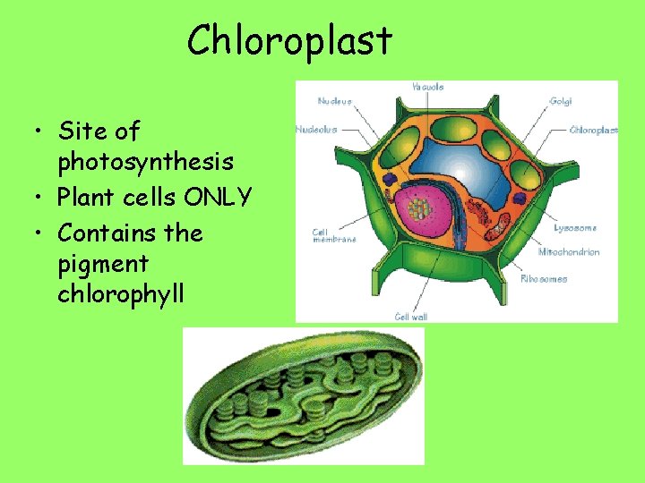 Chloroplast • Site of photosynthesis • Plant cells ONLY • Contains the pigment chlorophyll