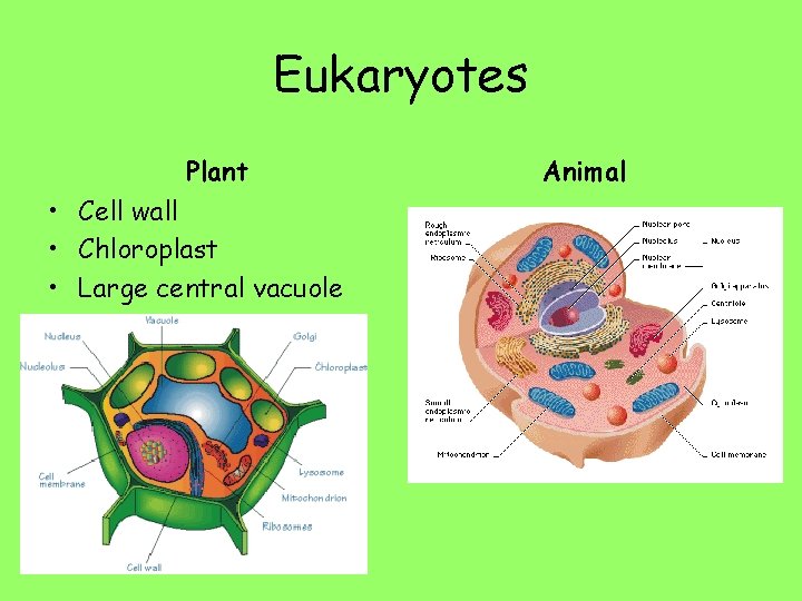 Eukaryotes Plant • Cell wall • Chloroplast • Large central vacuole Animal 