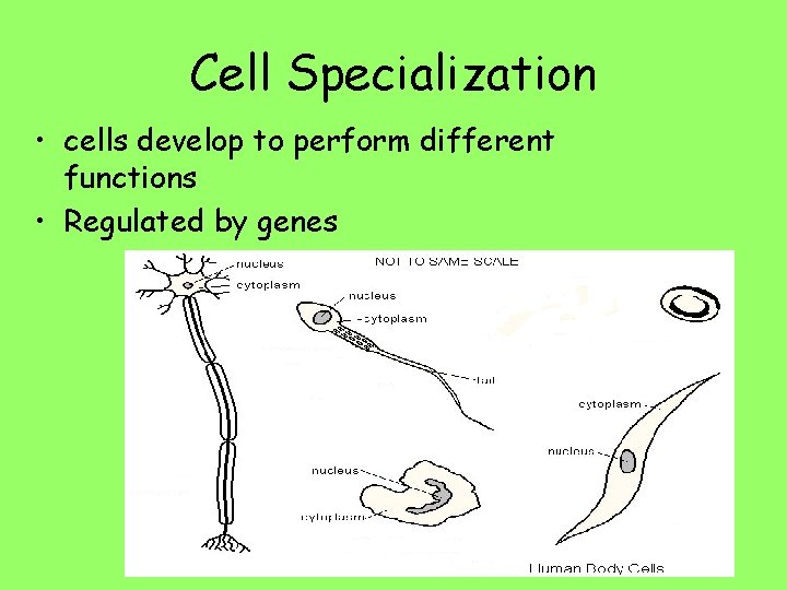 Cell Specialization • cells develop to perform different functions • Regulated by genes 