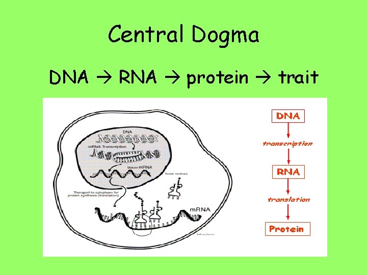 Central Dogma DNA RNA protein trait 
