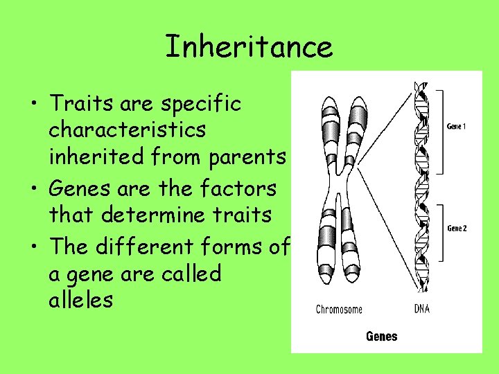 Inheritance • Traits are specific characteristics inherited from parents • Genes are the factors