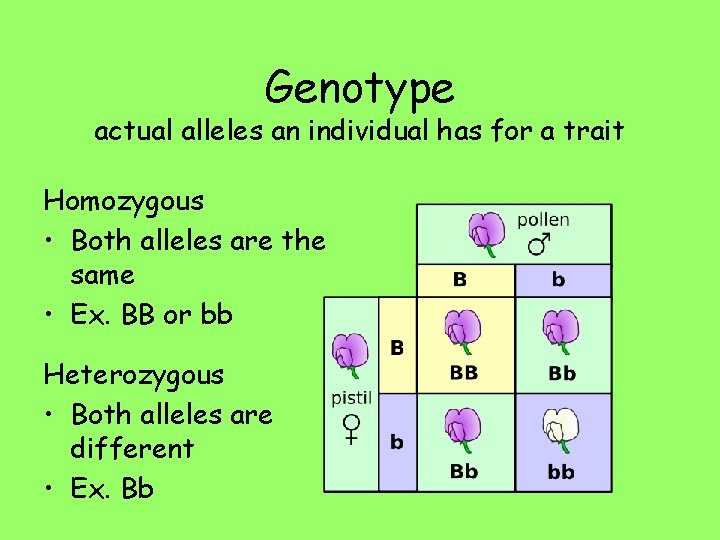 Genotype actual alleles an individual has for a trait Homozygous • Both alleles are