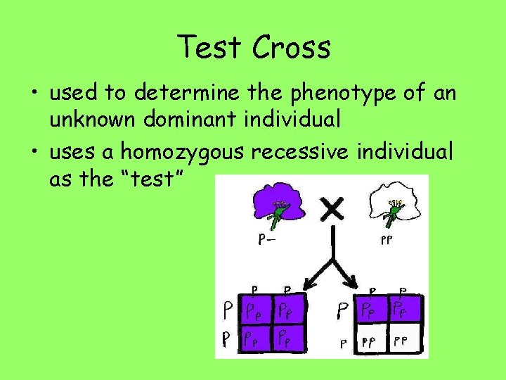Test Cross • used to determine the phenotype of an unknown dominant individual •