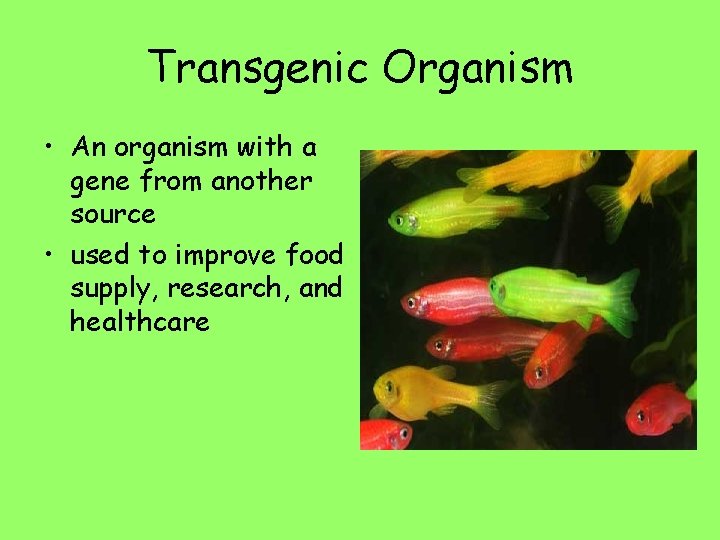 Transgenic Organism • An organism with a gene from another source • used to