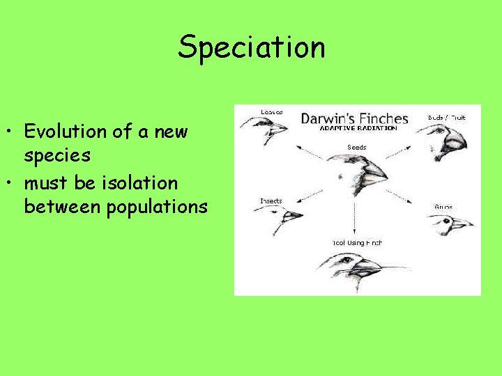 Speciation • Evolution of a new species • must be isolation between populations 