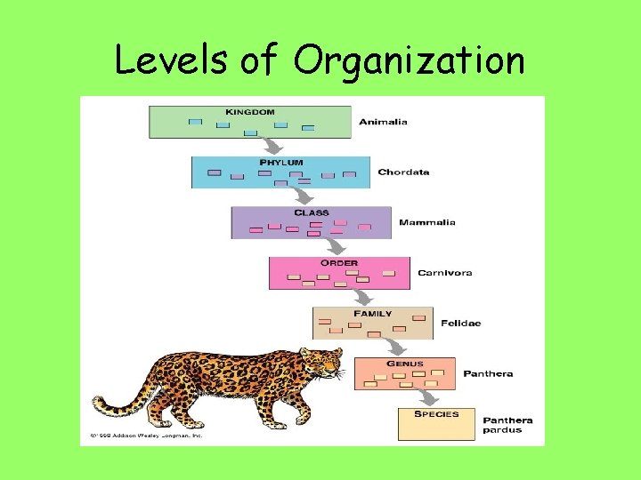 Levels of Organization 