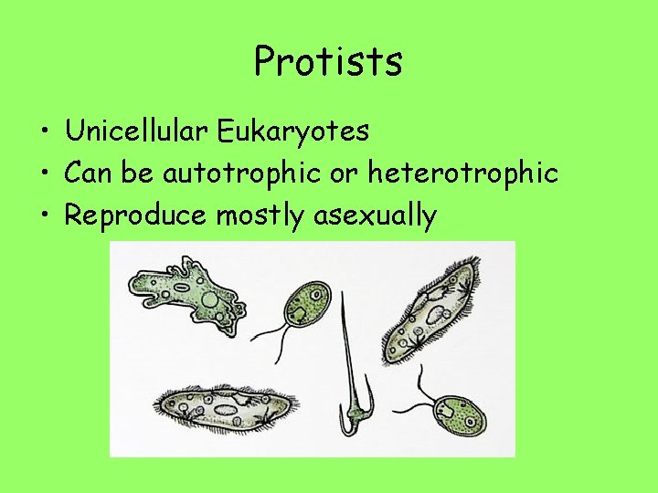 Protists • Unicellular Eukaryotes • Can be autotrophic or heterotrophic • Reproduce mostly asexually