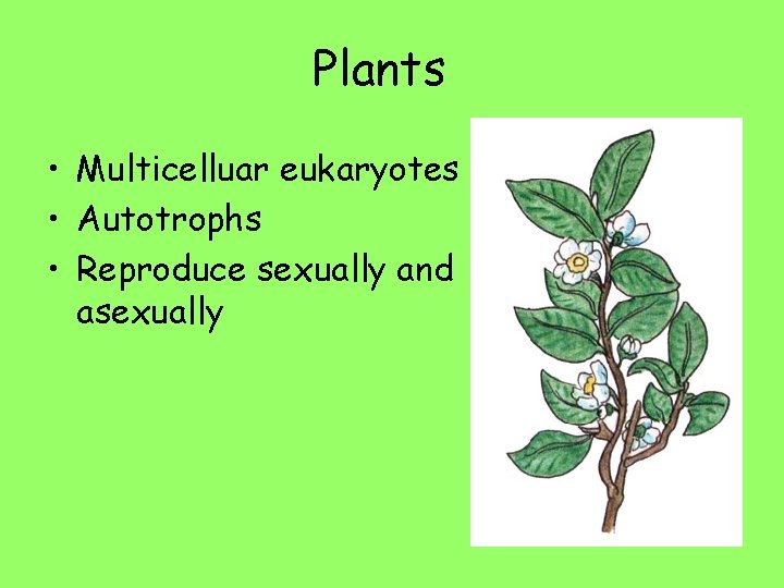Plants • Multicelluar eukaryotes • Autotrophs • Reproduce sexually and asexually 