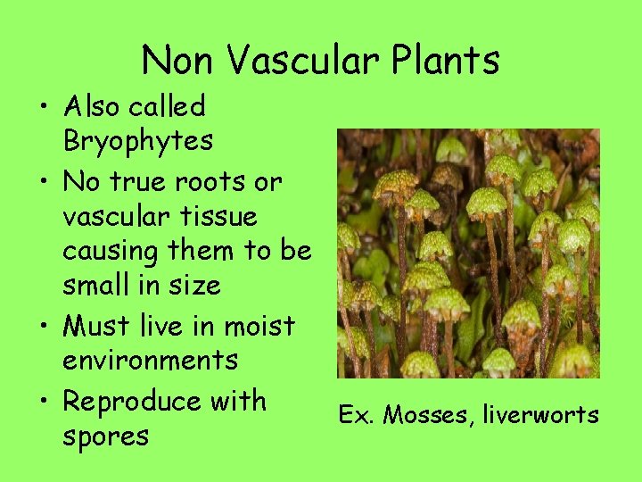 Non Vascular Plants • Also called Bryophytes • No true roots or vascular tissue