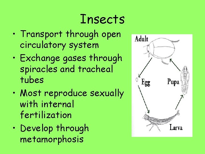 Insects • Transport through open circulatory system • Exchange gases through spiracles and tracheal