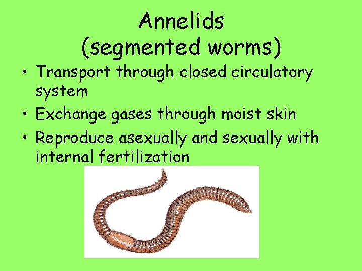 Annelids (segmented worms) • Transport through closed circulatory system • Exchange gases through moist