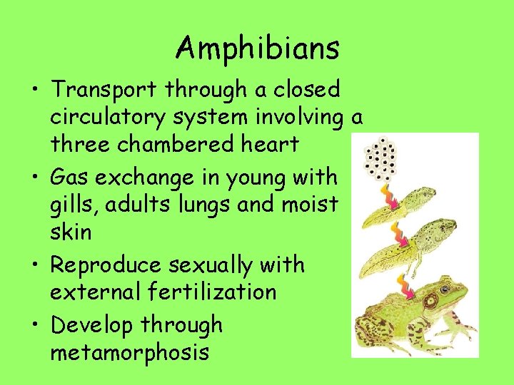 Amphibians • Transport through a closed circulatory system involving a three chambered heart •