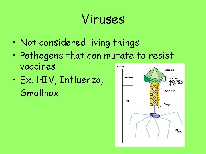 Viruses • Not considered living things • Pathogens that can mutate to resist vaccines