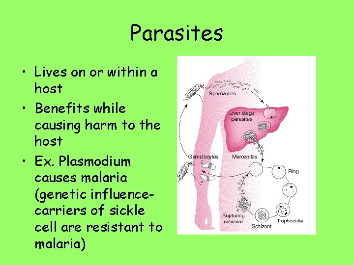 Parasites • Lives on or within a host • Benefits while causing harm to