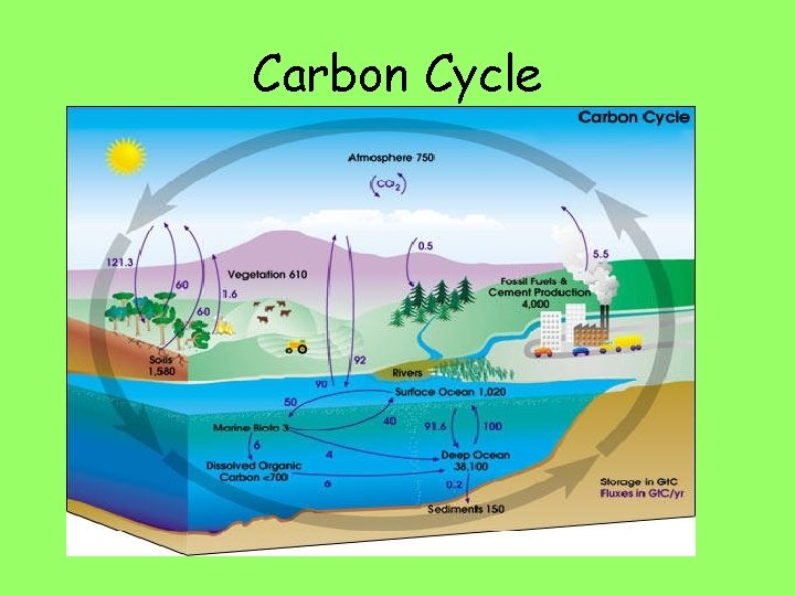 Carbon Cycle 