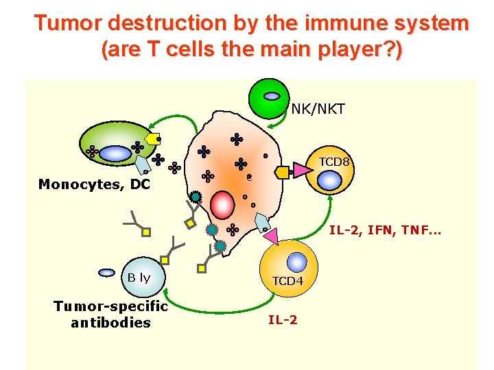 Tumor destruction by the immune system (are T cells the main player? ) NK/NKT