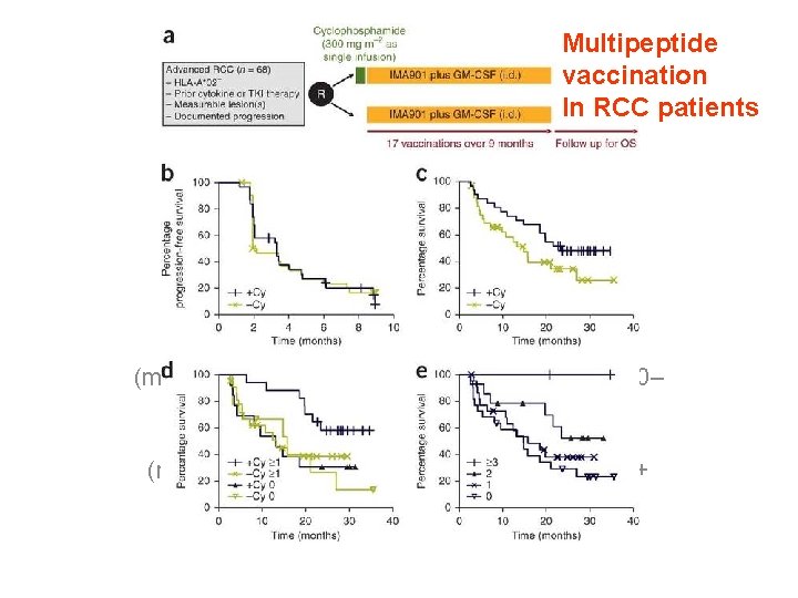 Multipeptide vaccination In RCC patients de 010203040020406080100 Time (months)Percentage survival 3+Cy 1+Cy 0– Cy