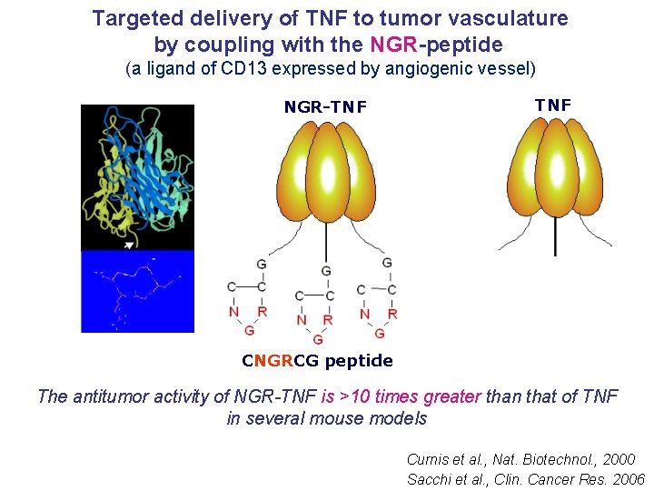 Targeted delivery of TNF to tumor vasculature by coupling with the NGR-peptide (a ligand